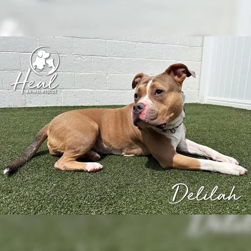 Delilah thumbnail 4