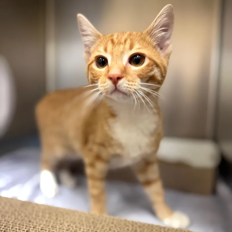 A baby small-sized female Orange / Red Domestic Short Hair cat named MONTStray for adoption in Perkiomenville, PA