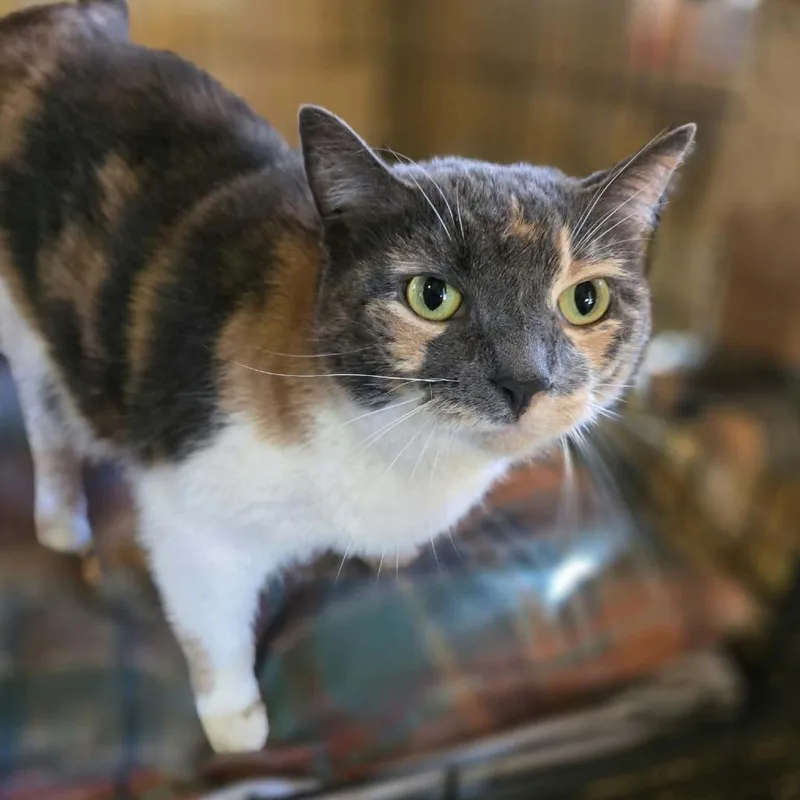 An adult extra large-sized female Calico Domestic Short Hair cat named Dixie for adoption in Park Falls, WI