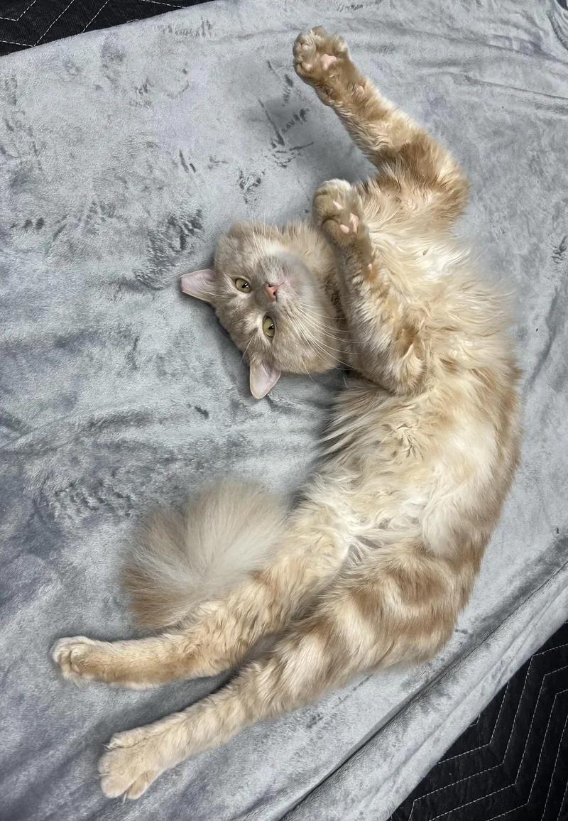 An adult large-sized male Orange / Red Domestic Long Hair cat named Jumper for adoption in North Versailles, PA