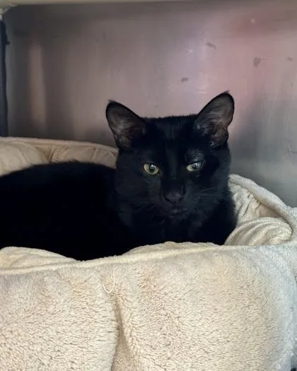Salem