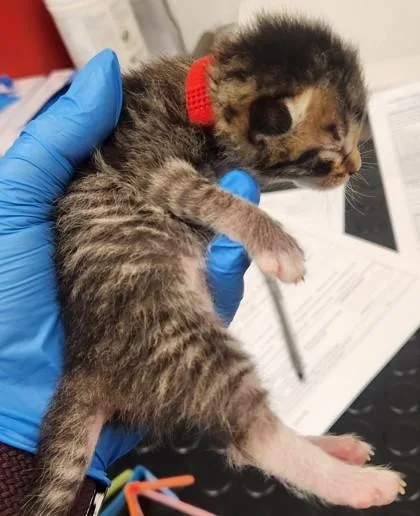 A baby small-sized male Domestic Short Hair cat named Bullion for adoption in Roseville, CA