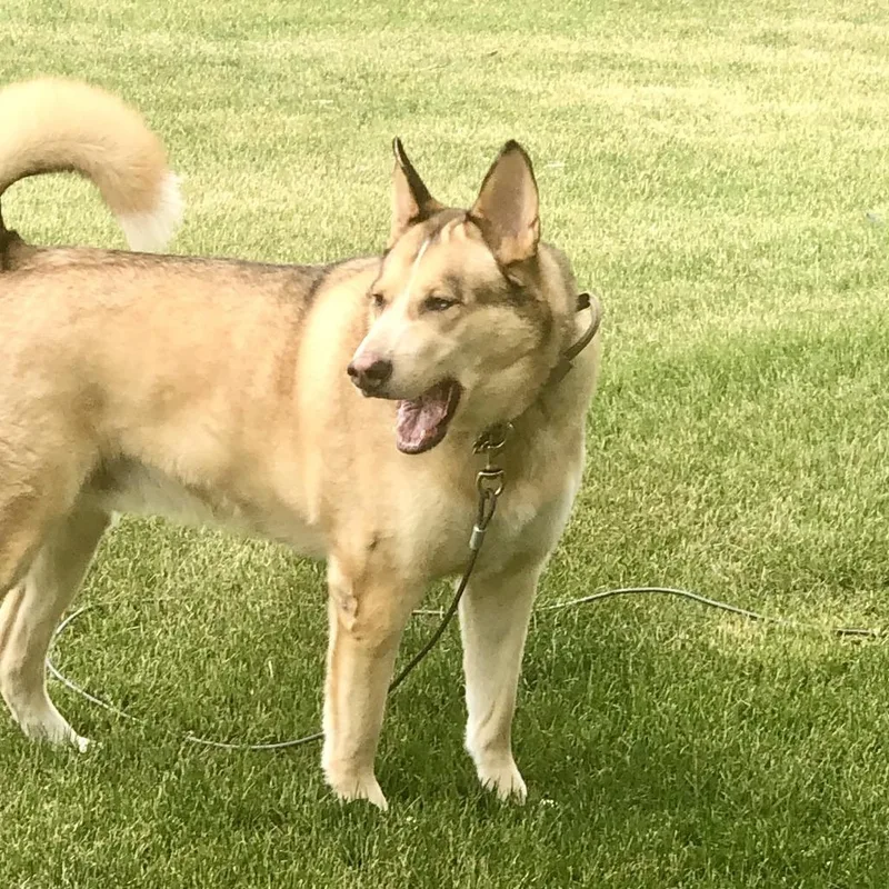 Loki  Home To thumbnail 2