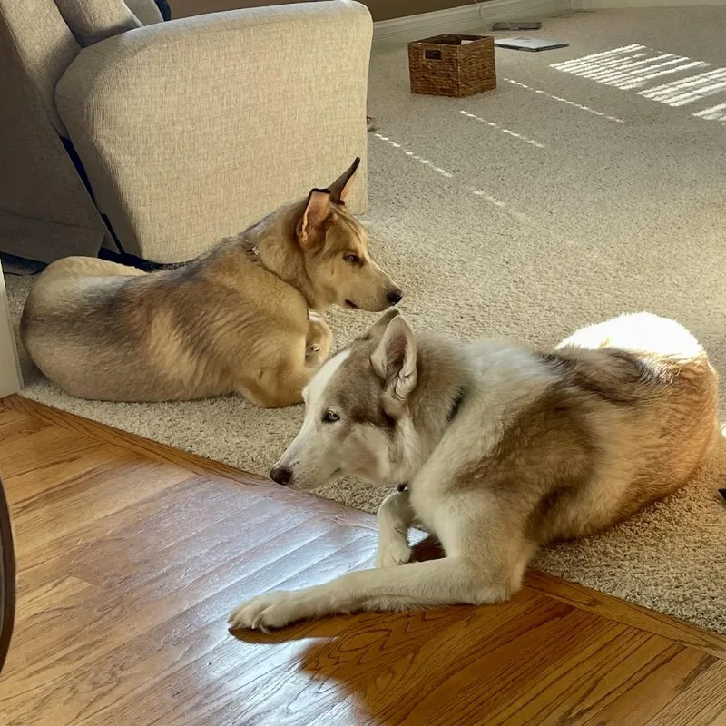 Loki  Home To thumbnail 3