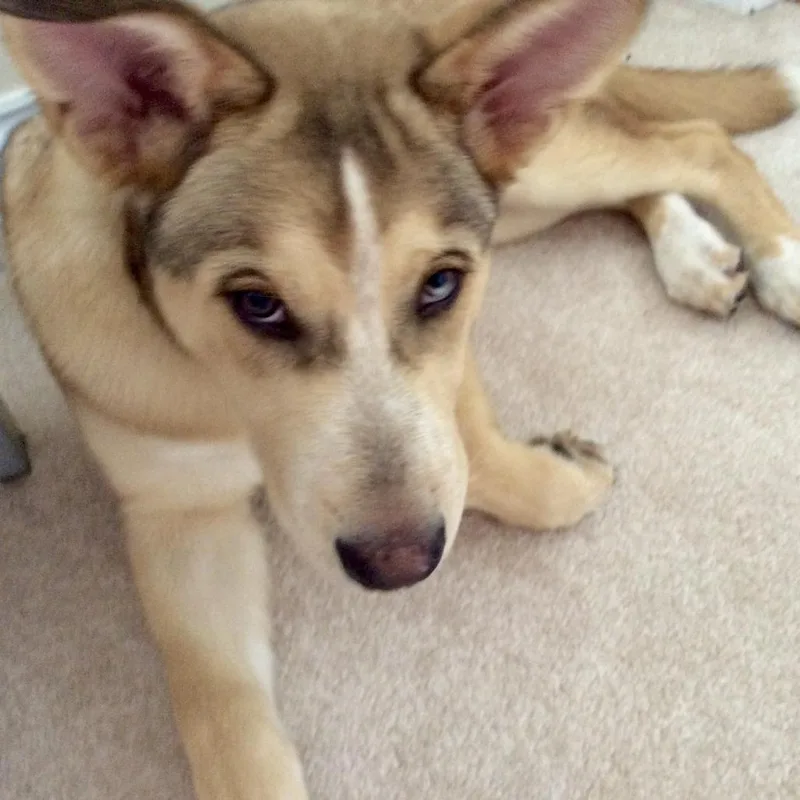 Loki  Home To thumbnail 4