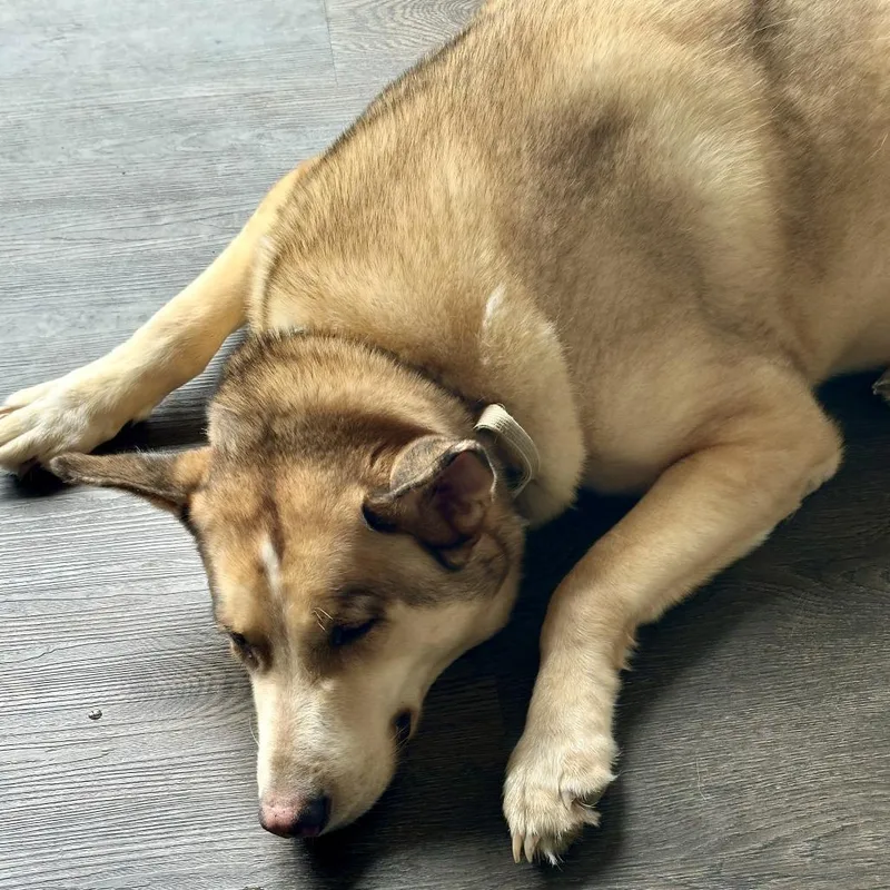 Loki  Home To thumbnail 5