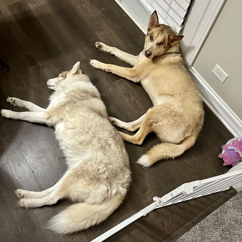 Loki  Home To thumbnail 6