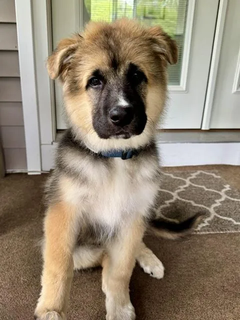 A baby large-sized male Tricolor (Brown, Black, & White) German Shepherd Dog dog named Murphy for adoption in New Rochelle, NY