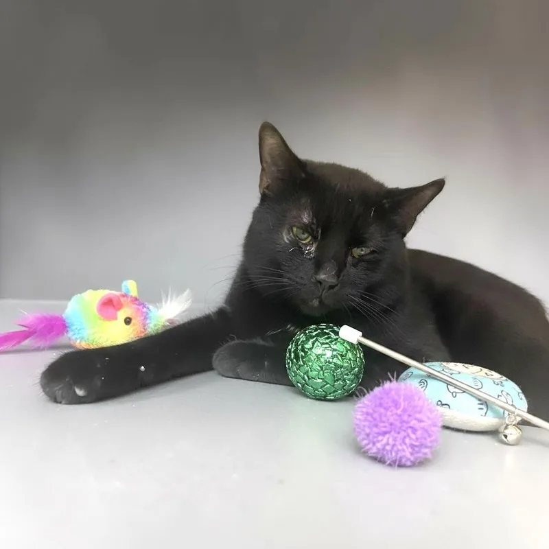 An adult medium-sized male Black Domestic Short Hair cat named Williams for adoption in Elyria, OH
