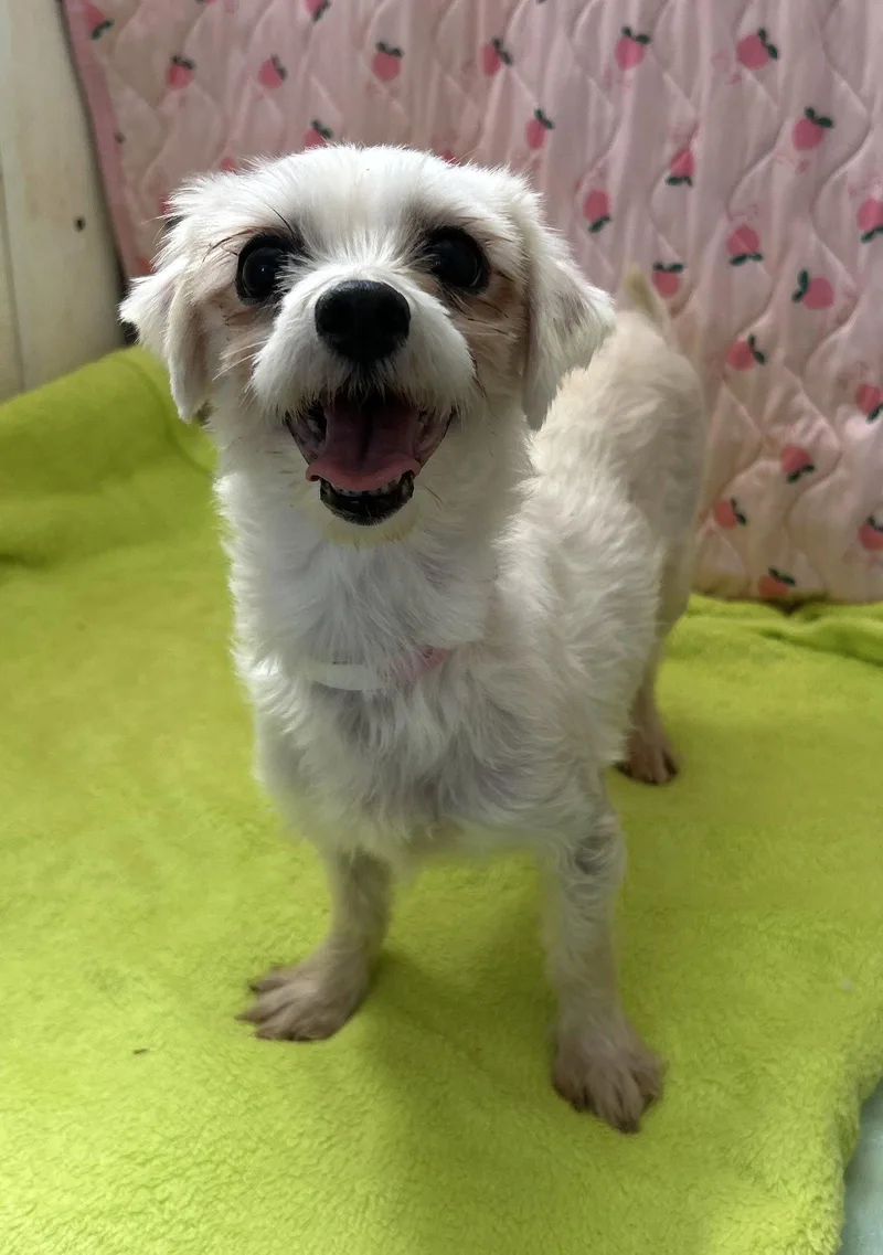 An adult small-sized female Maltese dog named Xena Mar for adoption in Pacolet, SC