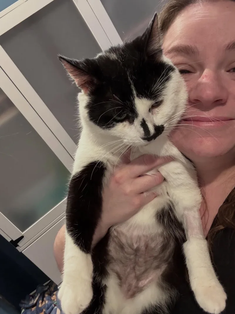 An adult large-sized male Domestic Short Hair cat named Bernie for adoption in Levittown, PA