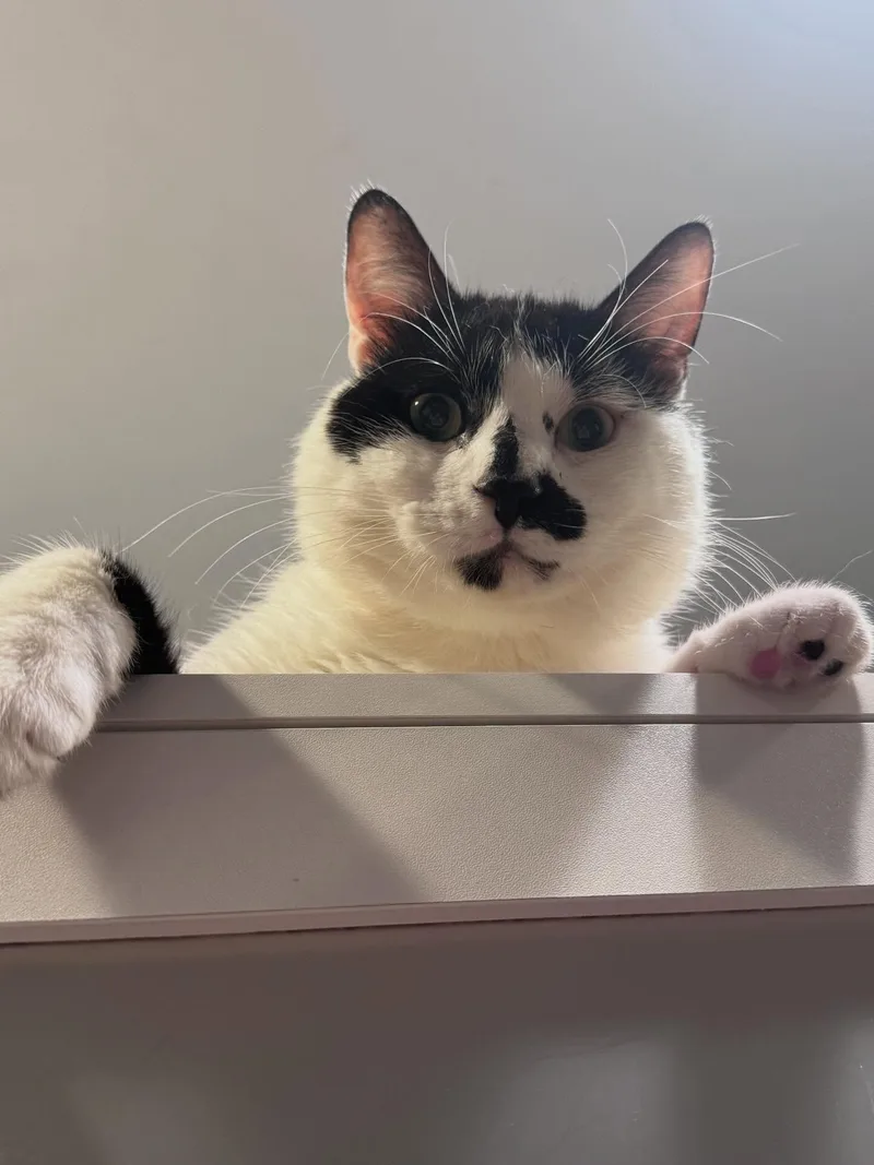 Bernie thumbnail 2