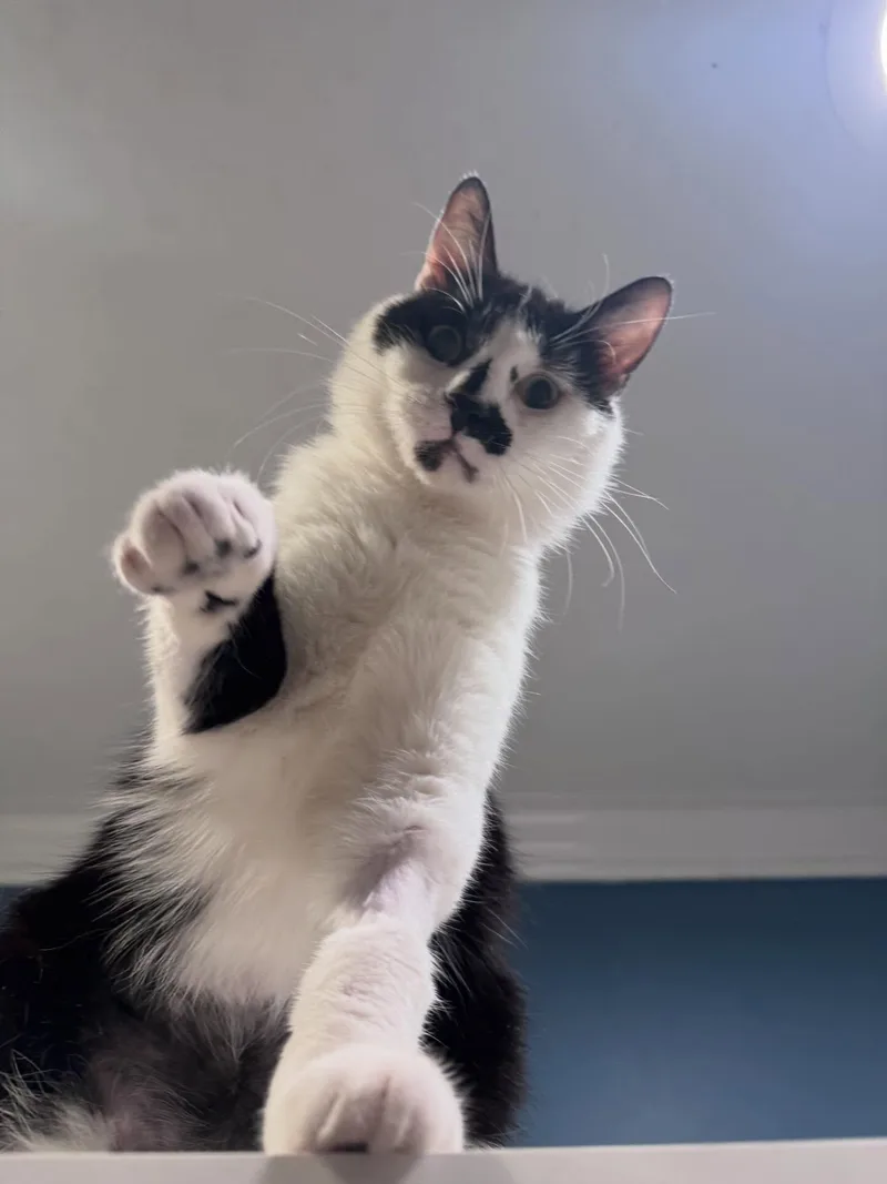 Bernie thumbnail 4