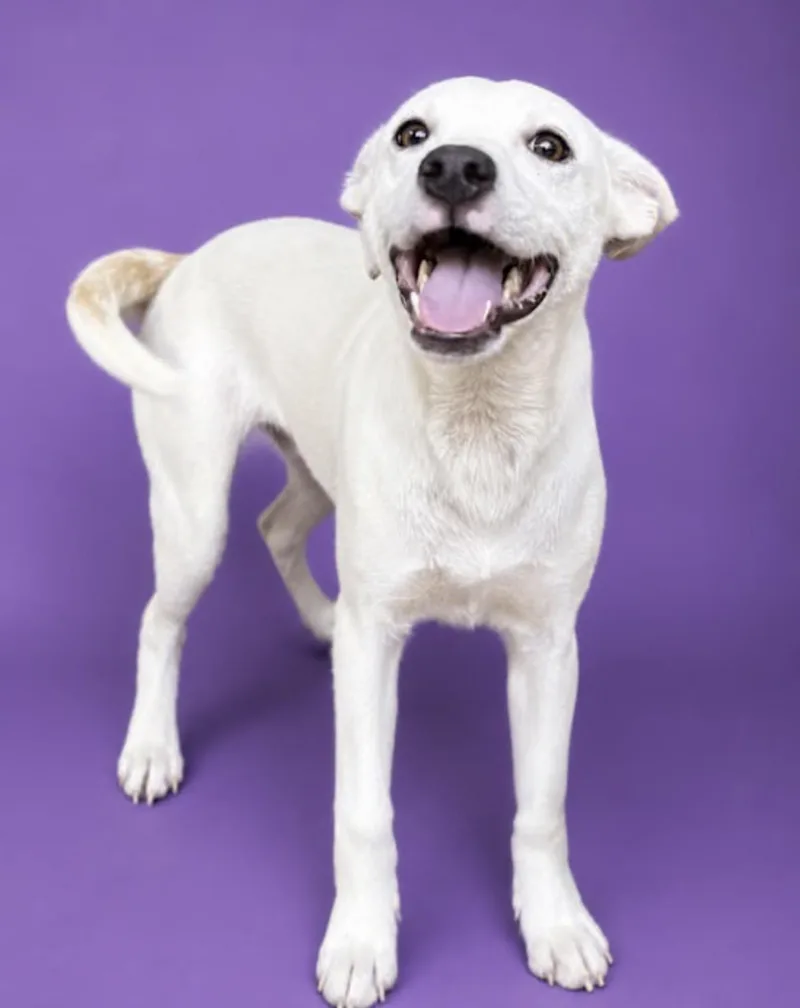 A baby medium-sized male White / Cream Australian Shepherd dog named Chili for adoption in Watertown, CT