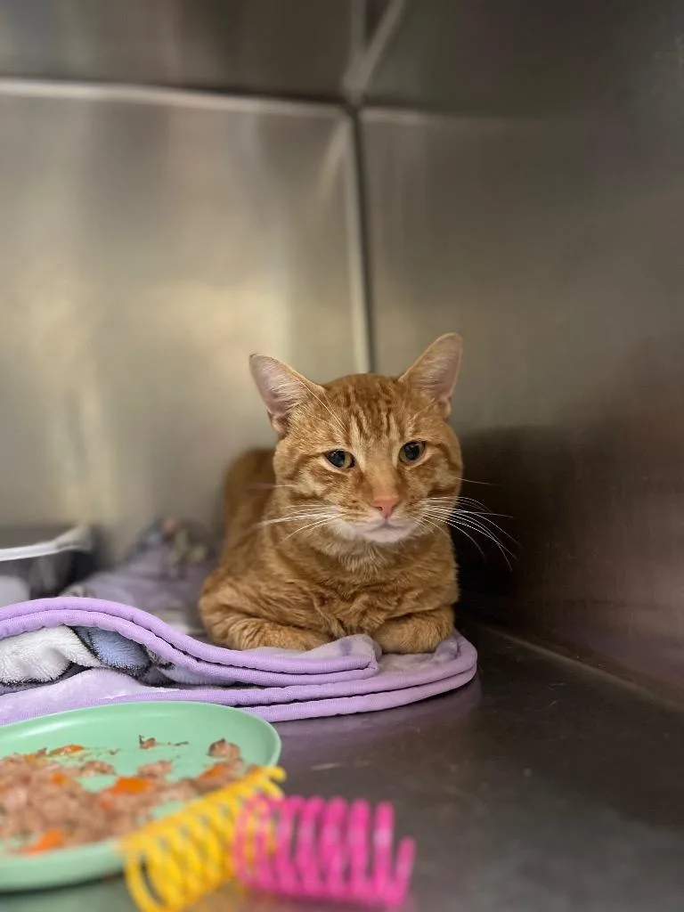 A young medium-sized male Domestic Short Hair cat named Grilled Cheese for adoption in Meriden, CT