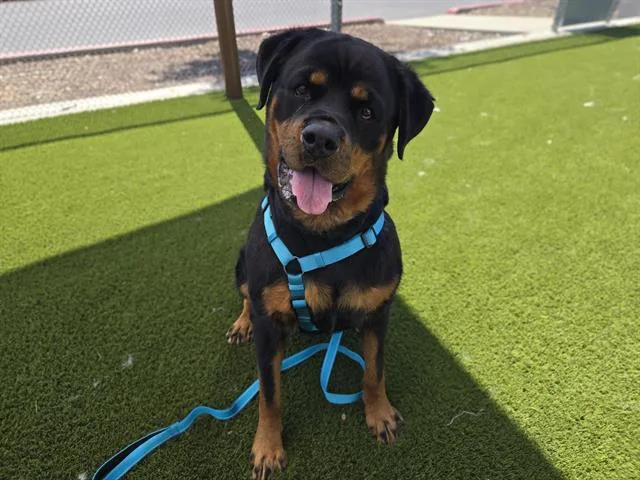 An adult large-sized female Rottweiler dog named Alora for adoption in Auburn, CA