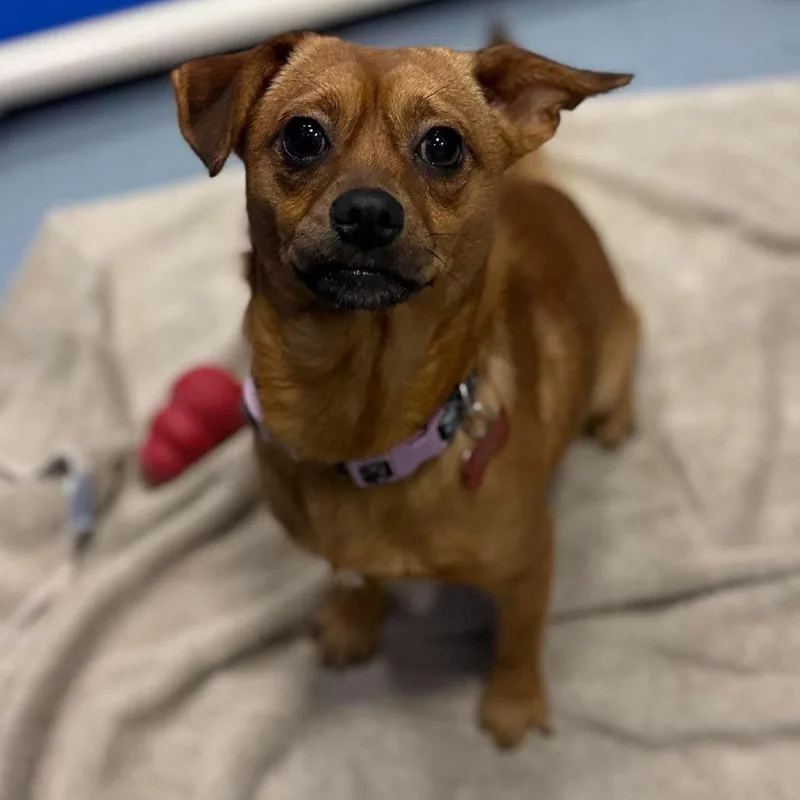 An adult small-sized male Chihuahua dog named Turkey for adoption in Tacoma, WA