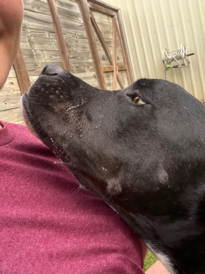 A young medium-sized male Black Labrador Retriever dog named Kade for adoption in Houston, TX