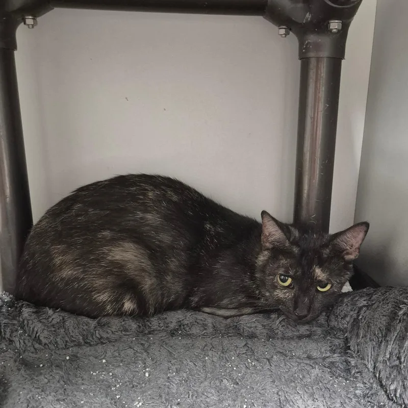 A young medium-sized female Black Domestic Short Hair cat named Firefly for adoption in Kingman, KS