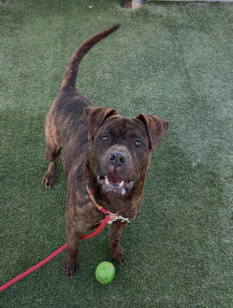 An adult medium-sized male Boxer dog named Chako for adoption in Chatsworth, CA