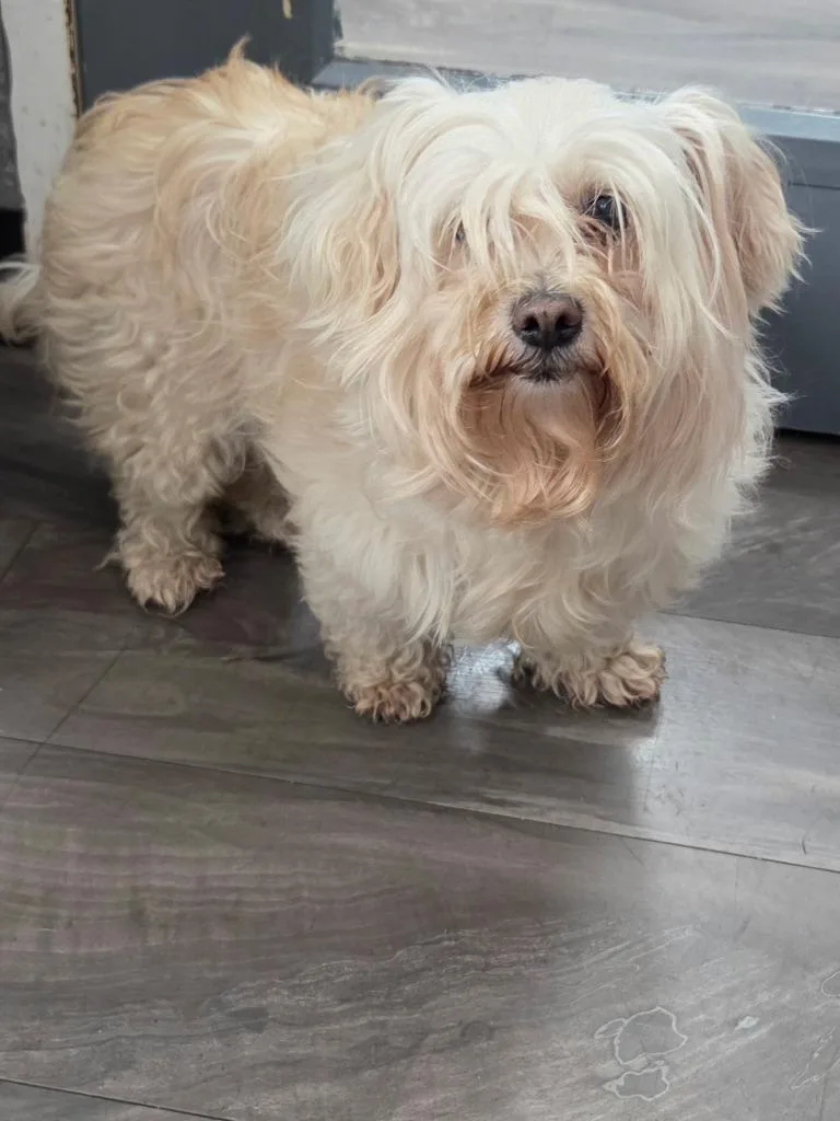 An adult small-sized female Maltese dog named Bubbles for adoption in Trenton, NJ