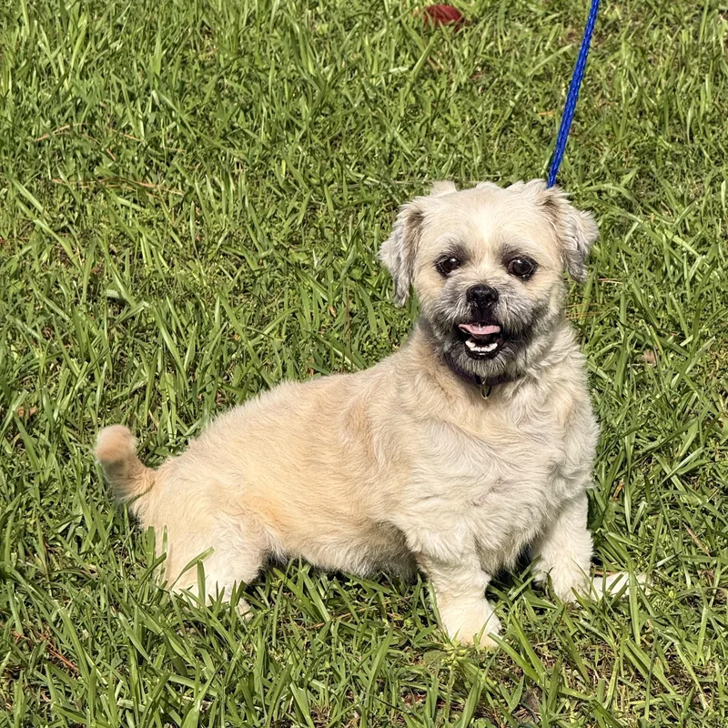 An adult small-sized male Shih Tzu dog named Duster for adoption in Texarkana, TX