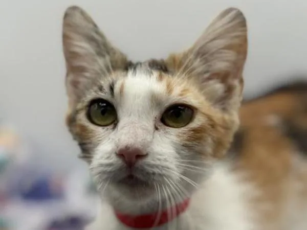 A young medium-sized female Domestic Short Hair cat named Penny for adoption in Portland, OR