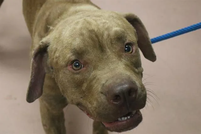 A young medium-sized male Mixed Breed dog named Buck for adoption in Columbia, SC