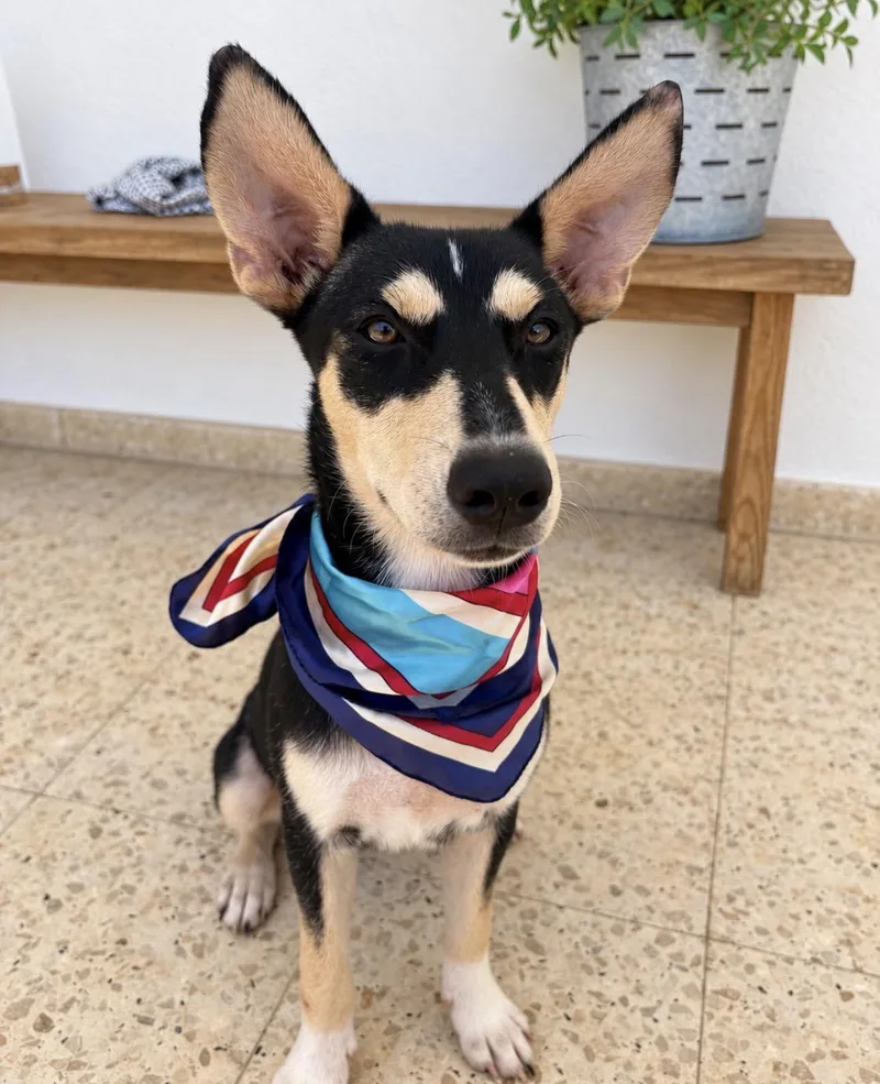 A baby medium-sized female Husky dog named KODA  smart  for adoption in New York, NY