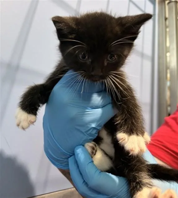 A baby small-sized female Domestic Short Hair cat named Brit for adoption in San Bernardino, CA