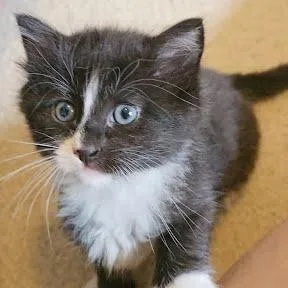 A baby small-sized female Black Domestic Short Hair cat named Cappuccino for adoption in South Elgin, IL