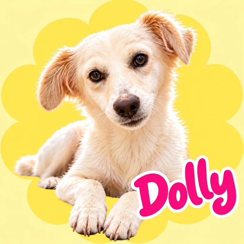 An adult small-sized female White / Cream Retriever dog named Dolly for adoption in Scottsdale, AZ