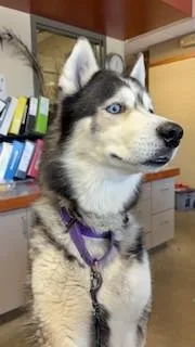 A senior large-sized male Black Siberian Husky dog named Kovu for adoption in Mason City, IA