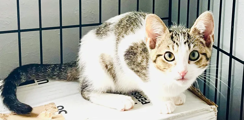 A baby medium-sized female Tabby cat named Thalia for adoption in Arlington, TX