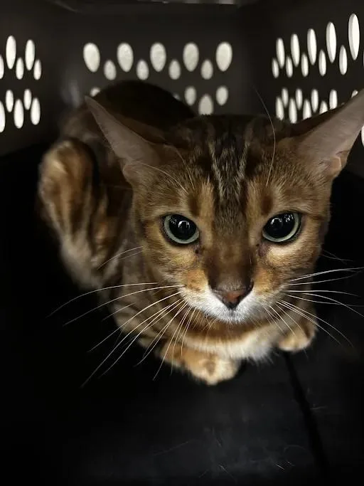 A young medium-sized female Bengal cat named Ally for adoption in Las Vegas, NV