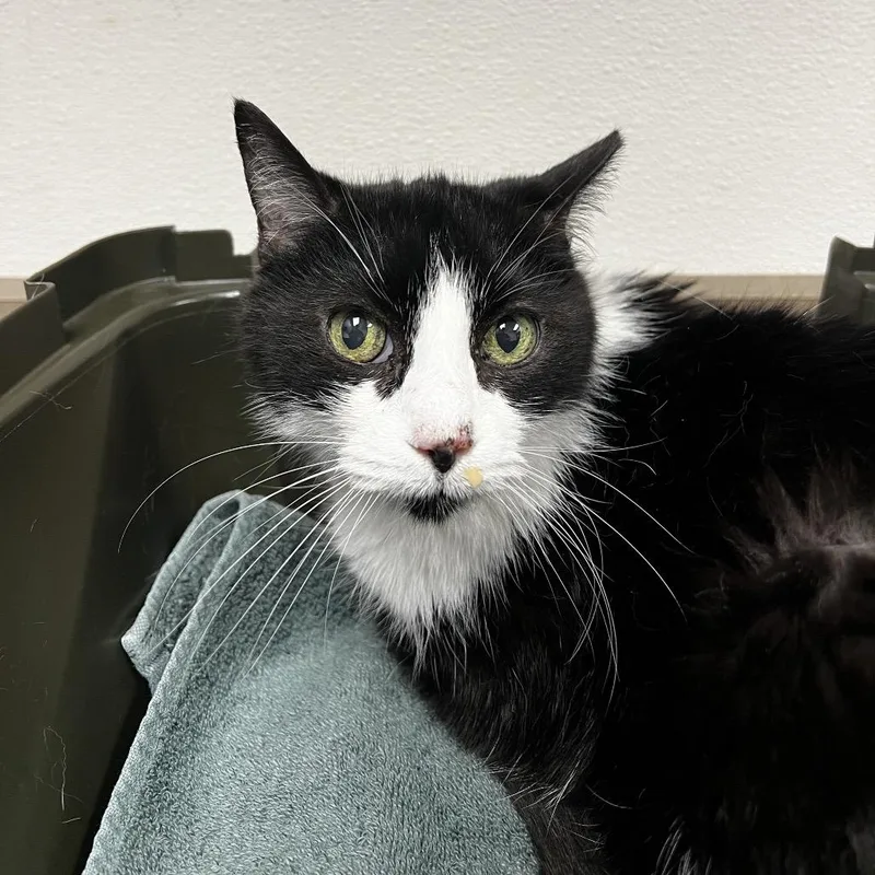 An adult medium-sized female Black Domestic Short Hair cat named Princess for adoption in Albuquerque, NM