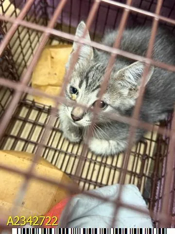 A baby small-sized male Domestic Short Hair cat named Noodles for adoption in West Palm Beach, FL