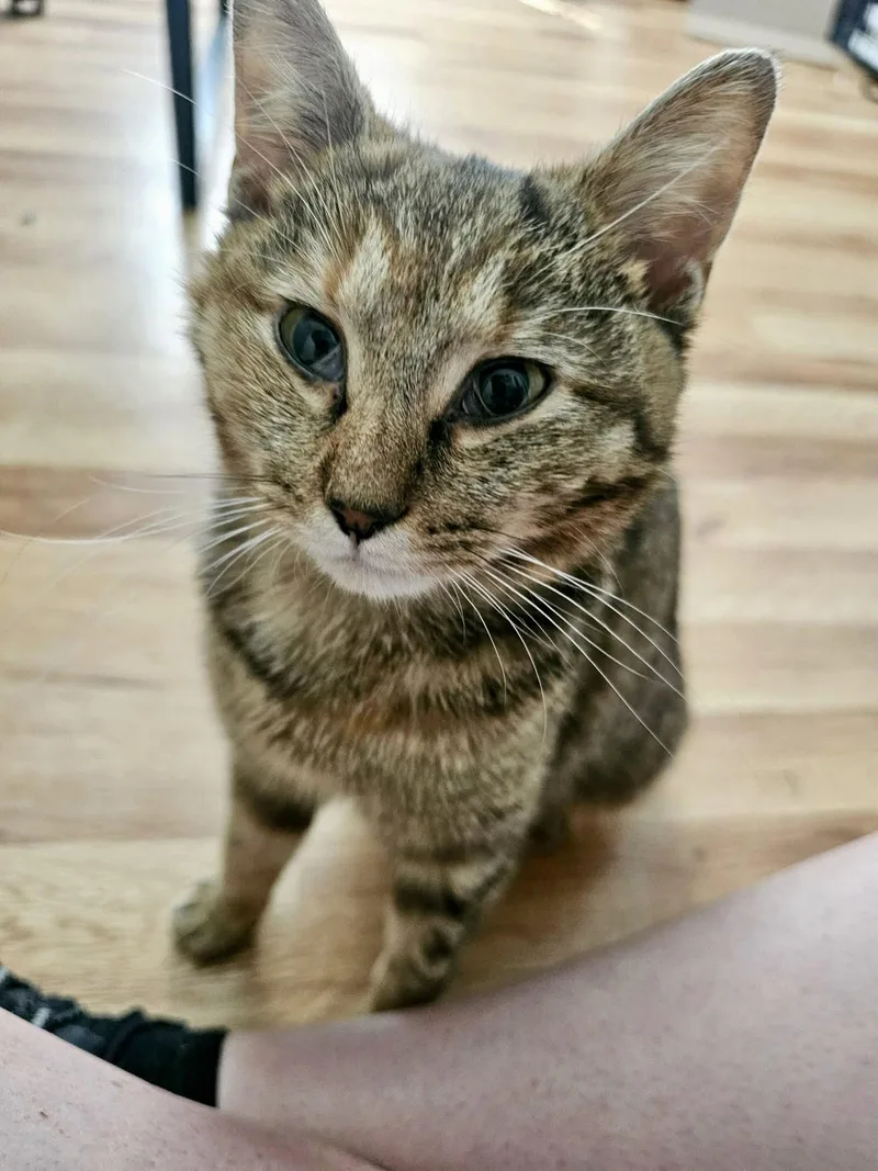 A young medium-sized female Domestic Short Hair cat named Valkyrie for adoption in Roxboro, NC