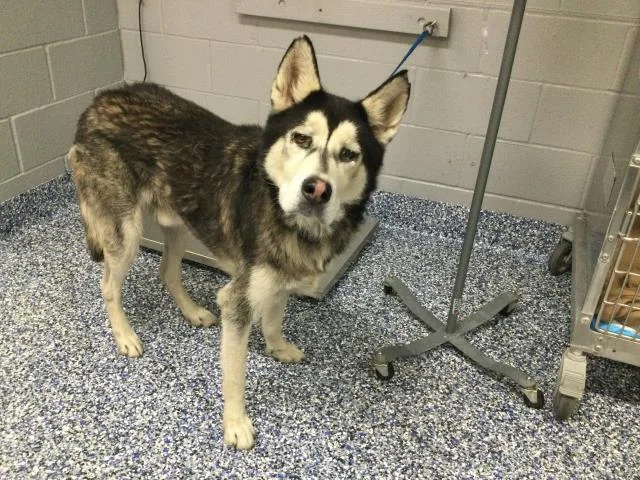 An adult large-sized male Alaskan Malamute dog named Jariah for adoption in Thousand Palms, CA