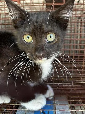 A baby small-sized male Domestic Short Hair cat named Bean for adoption in Houston, TX