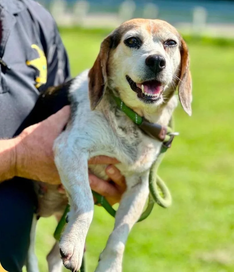An adult small-sized female Beagle dog named Cookie for adoption in Columbus, OH