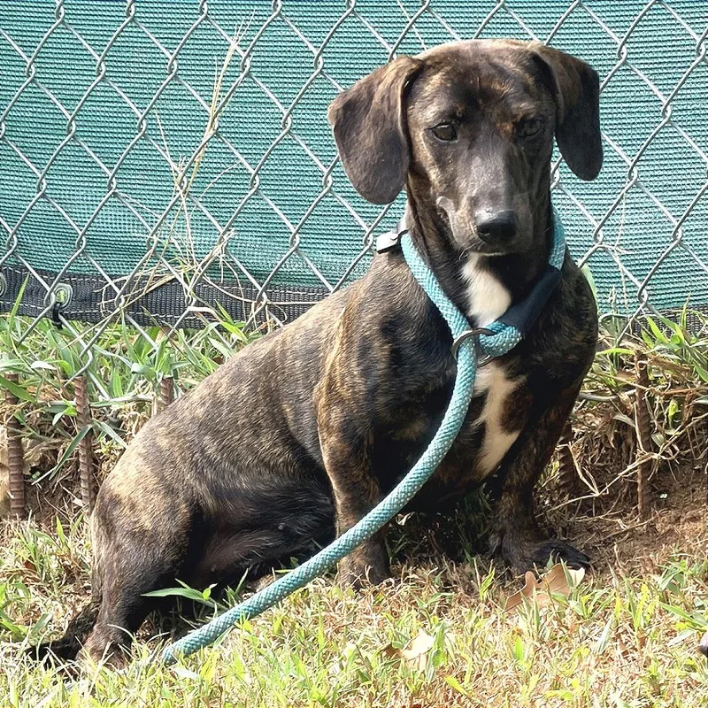 A young small-sized female Brindle Dachshund dog named Olive for adoption in Denison, TX