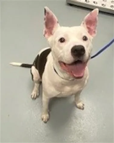 An adult large-sized female Mixed Breed dog named Queen for adoption in Saint Cloud, FL