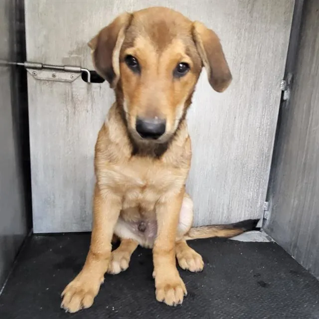 A baby medium-sized male German Shepherd Dog dog named Evan for adoption in San Antonio, TX