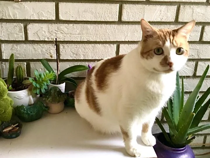 Phoenixsweet Boy thumbnail 2