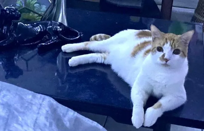 Phoenixsweet Boy thumbnail 3