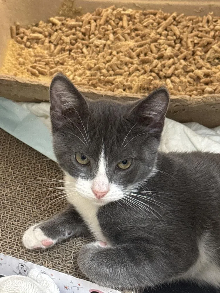 A baby small-sized male Domestic Short Hair cat named Sneezy MD for adoption in Fort Walton Beach, FL