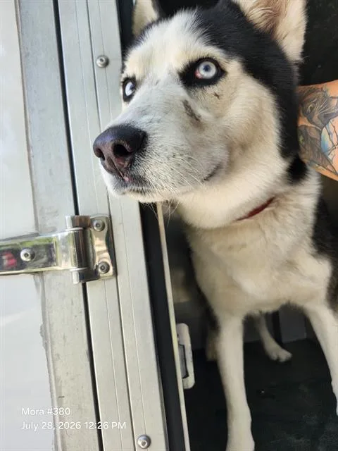 A young large-sized male Husky dog named Tommy for adoption in San Antonio, TX