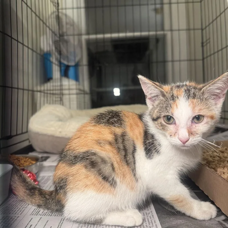A baby small-sized female Calico Domestic Short Hair cat named Jewel for adoption in Oak Hill, WV
