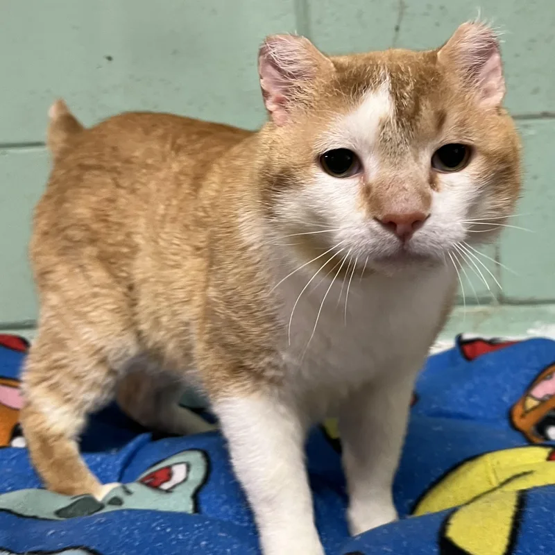 A young medium-sized male Orange & White Domestic Short Hair cat named Pickles for adoption in Spencer, IA